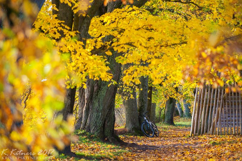 branch grass bush autumn trees leaves road park yellow bicycle countryside light Autumn In Countrysidephoto preview