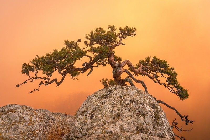 Соснаphoto preview