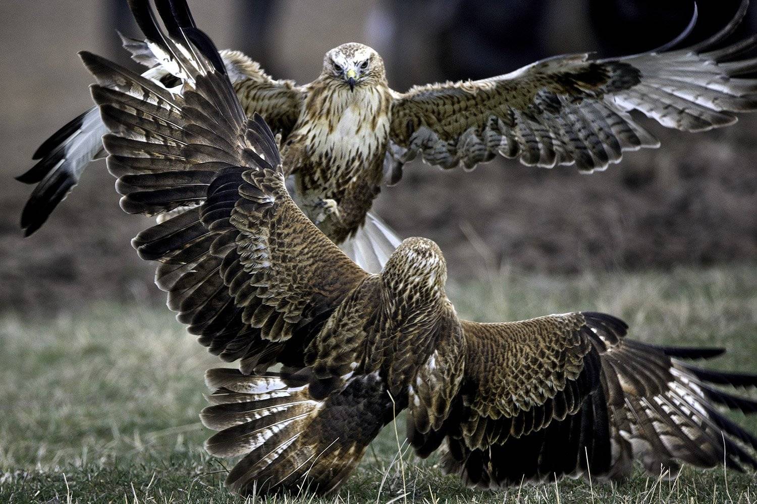 Кавказские танцы. Автор: Ludmila Yilmaz красный, ястреб, Ludmila Yilmaz