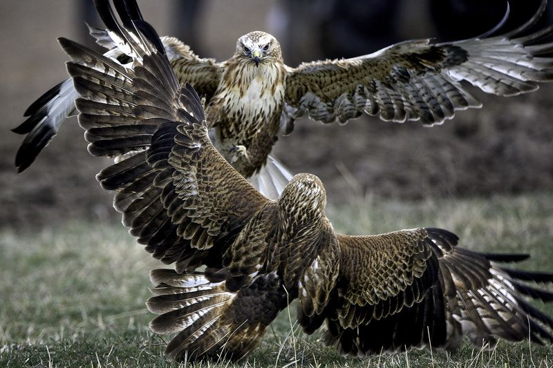 красный, ястреб Кавказские танцыphoto preview