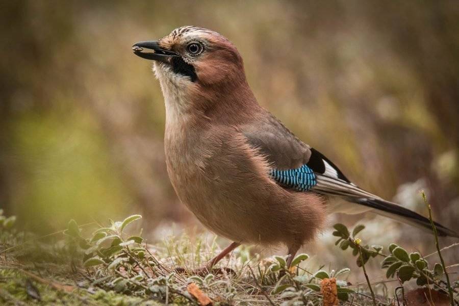 Портрет в обмен на угощение.. Автор: Владимир Пакалевич птицы, сойка, , Владимир Пакалевич