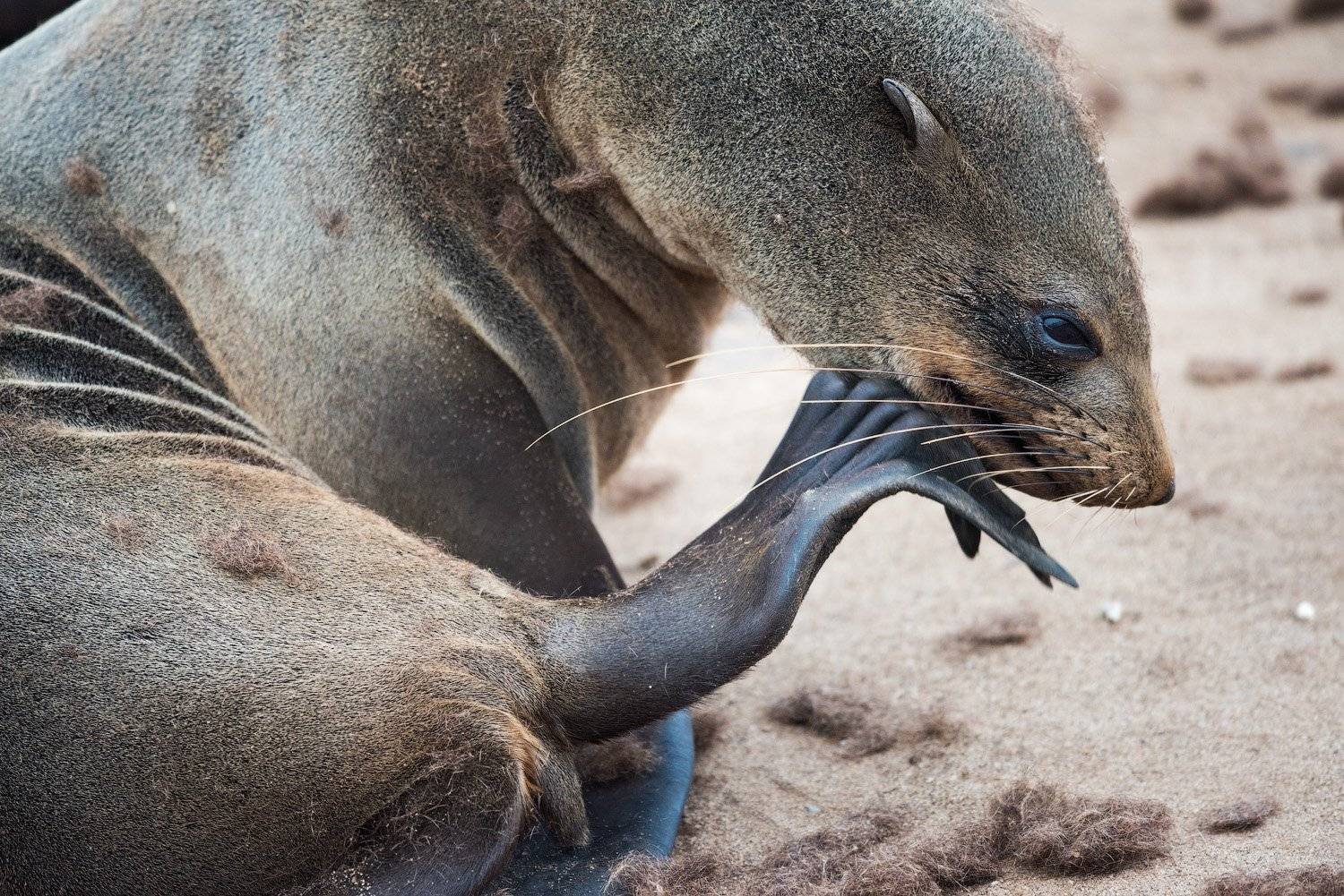 намибия, Андрей Ведерников