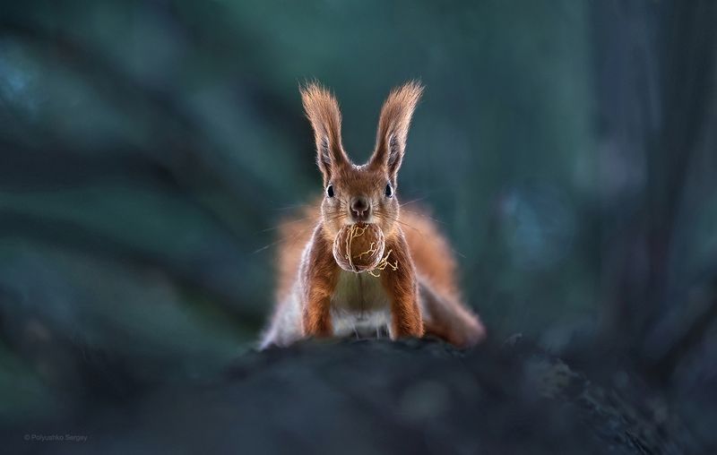 белка Кто здесь?photo preview