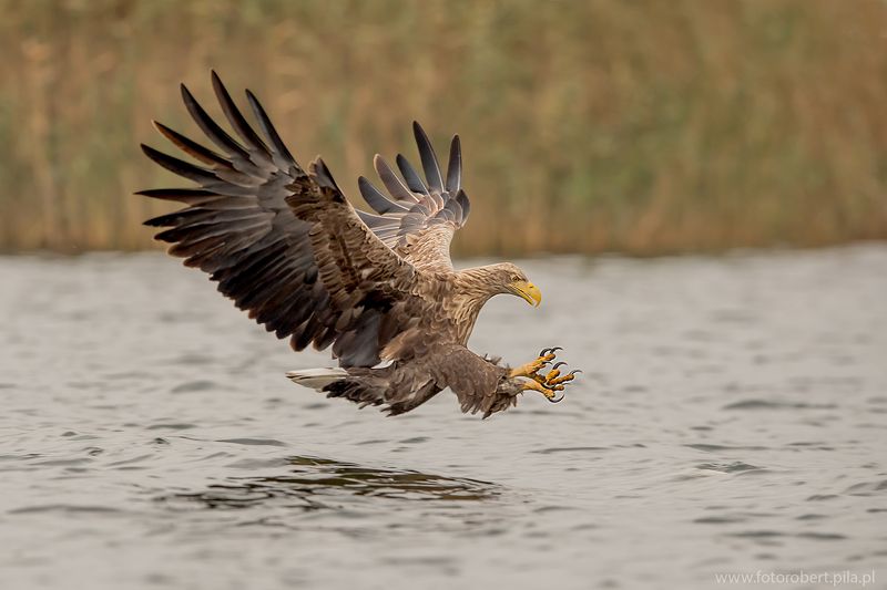Орел в полете Орел в полетеphoto preview