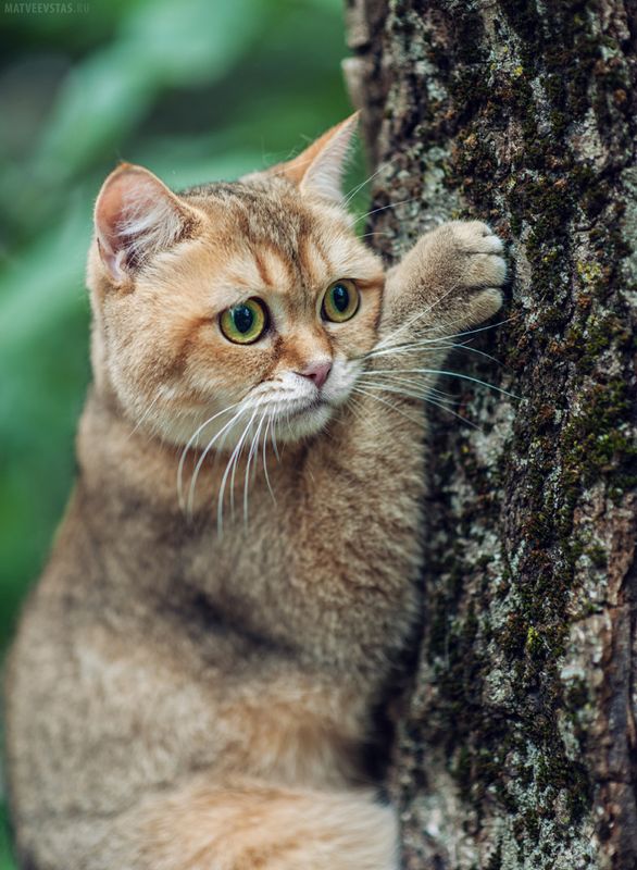 кот котик котики котэ британец Апельсинphoto preview