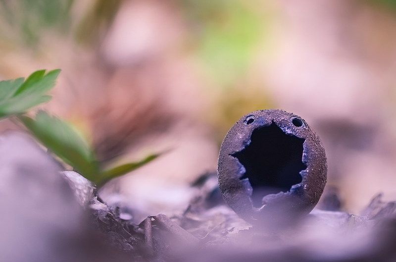 Хэллоуинphoto preview