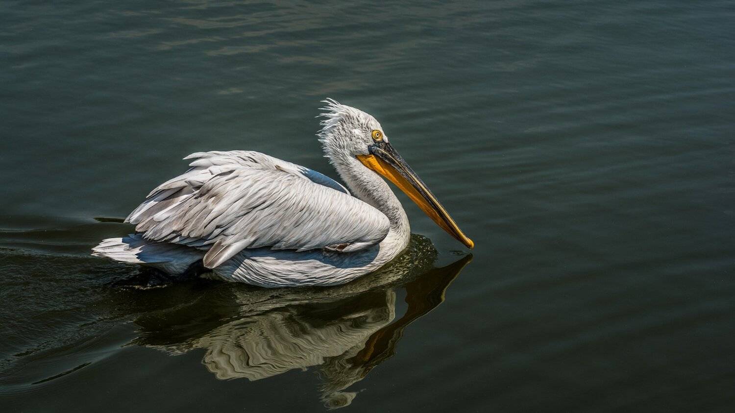 , Юрий Пужалин