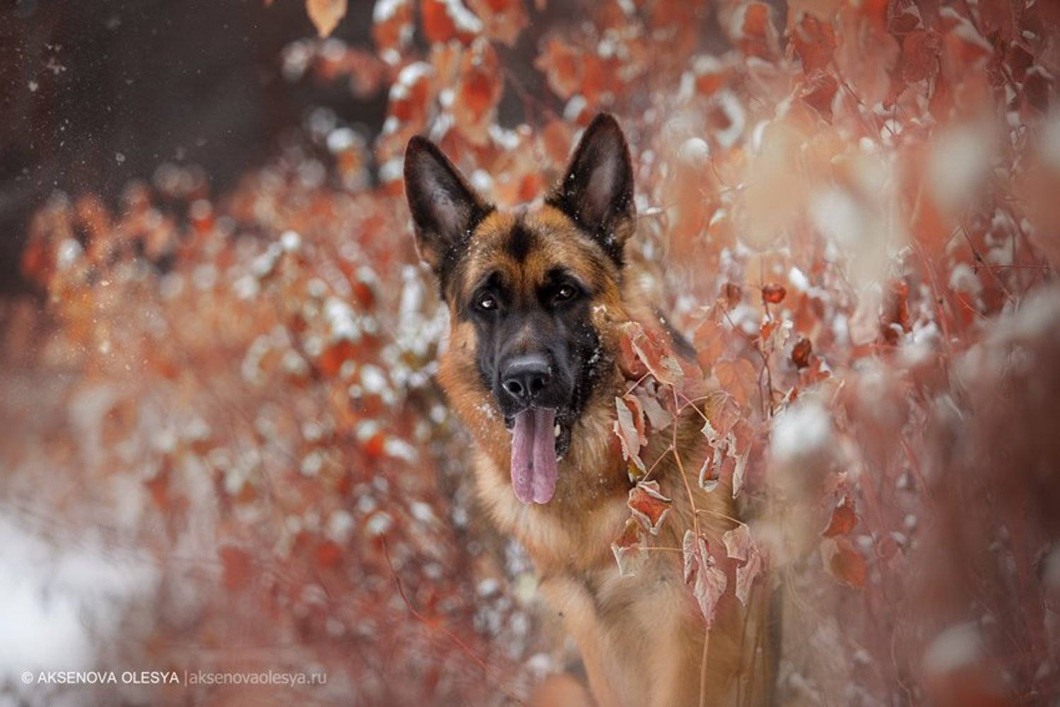 , Аксёнова Олеся