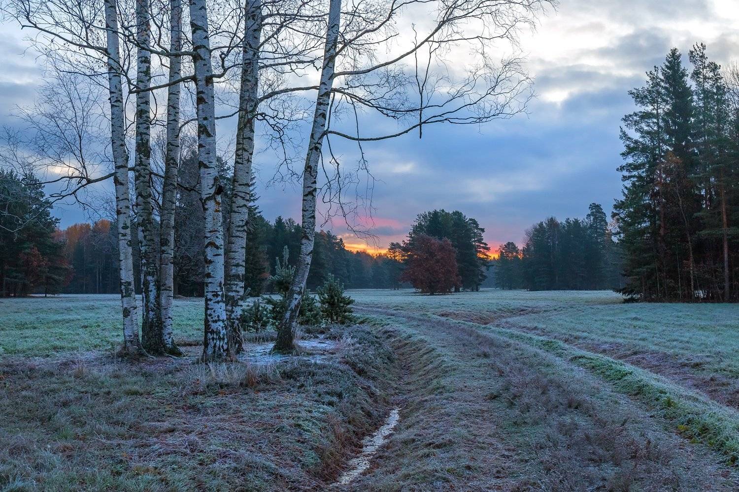 санкт-петербург, парк павловск, иней, осень, рассвет, береза, сосна, небо., Лашков Фёдор