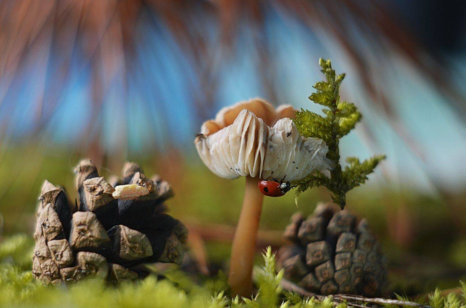 Покоряя новые вершины. Автор: Лапшина Владлена , Лапшина Владлена