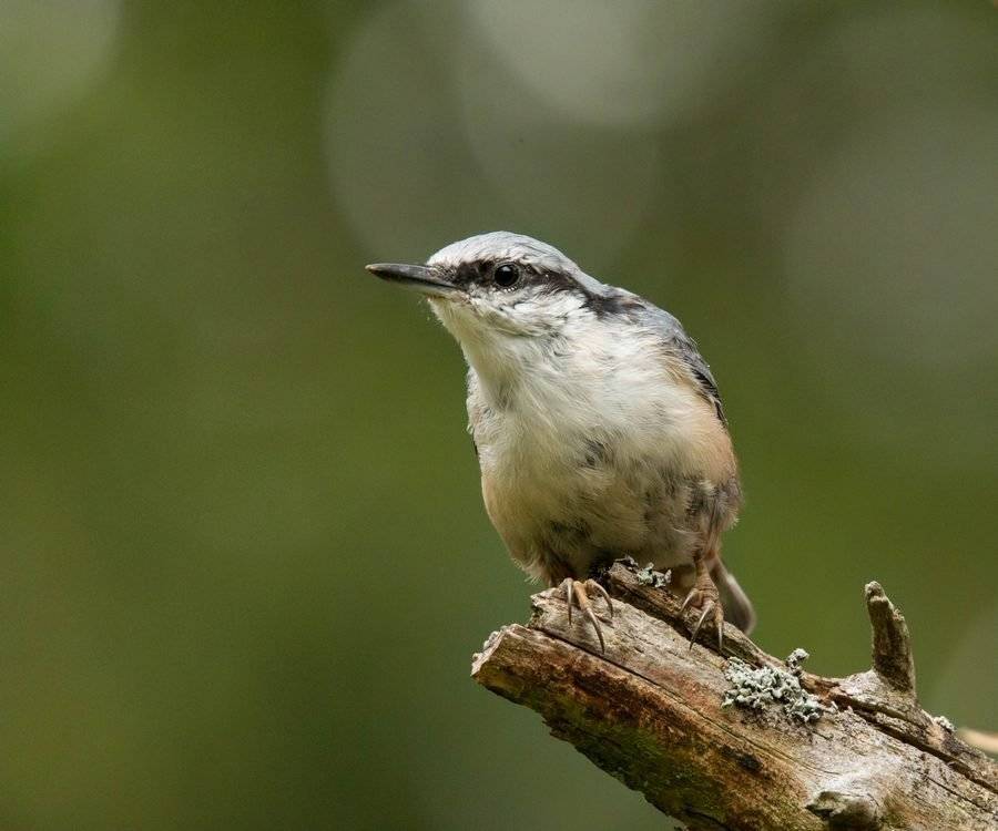 птицы, поползень,, Владимир Пакалевич