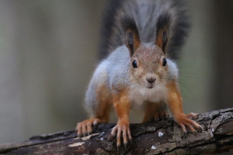 лес белка осень Любопытствоphoto preview