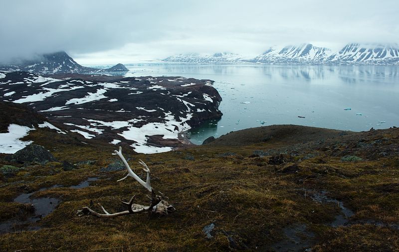 Там не неведомых дорожках рога невиданных зверей...photo preview