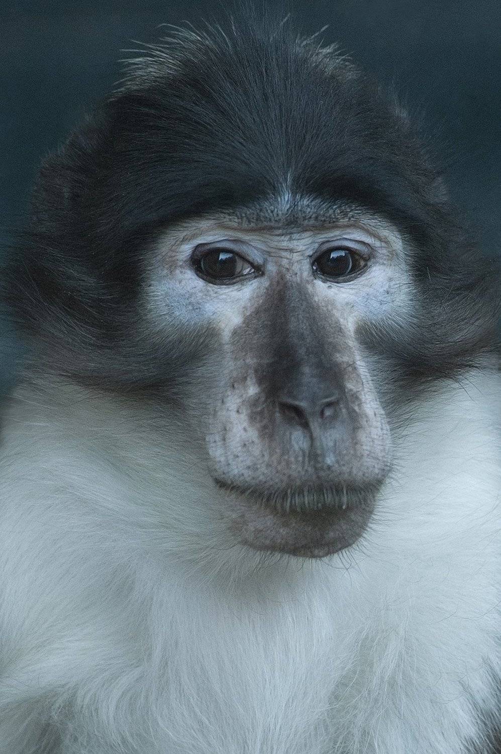 Crowned Mangabey. Автор: claude ferrara , claude ferrara