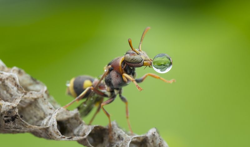 #macro#wasp#waterbubble#reflection#colors Wasp Blowing Water Bubble 171101Aphoto preview