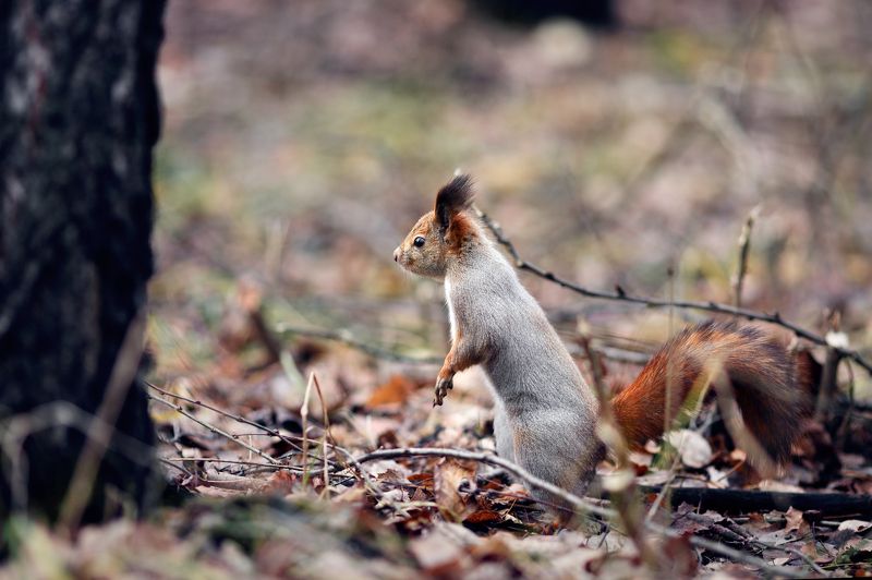 белки, осень, лес Про бельчонкаphoto preview
