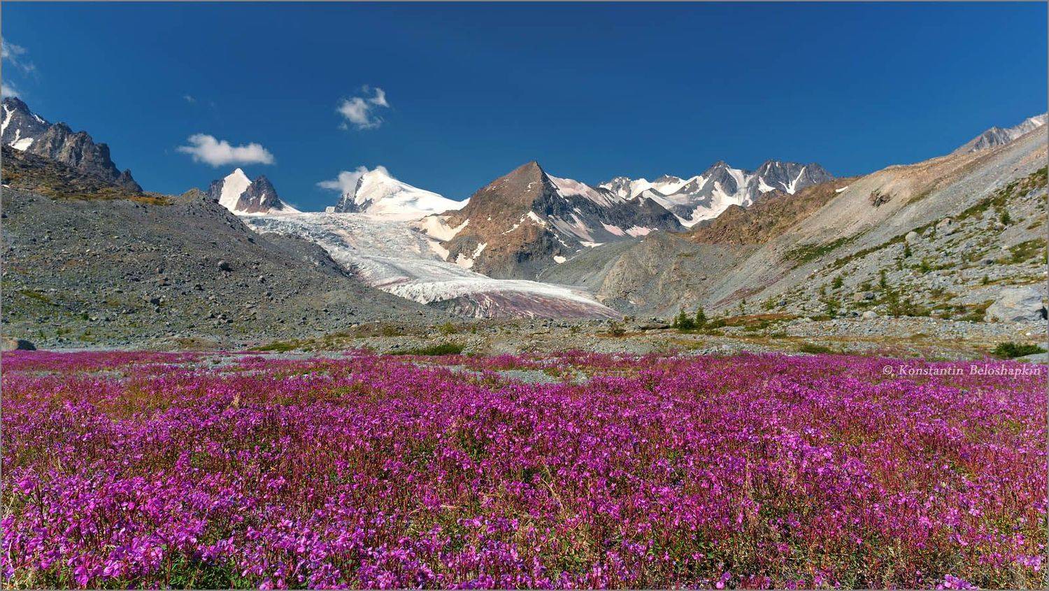 аккол, софийский ледник, кипрей, лето, алтай, красный снег, Константин Белошапкин