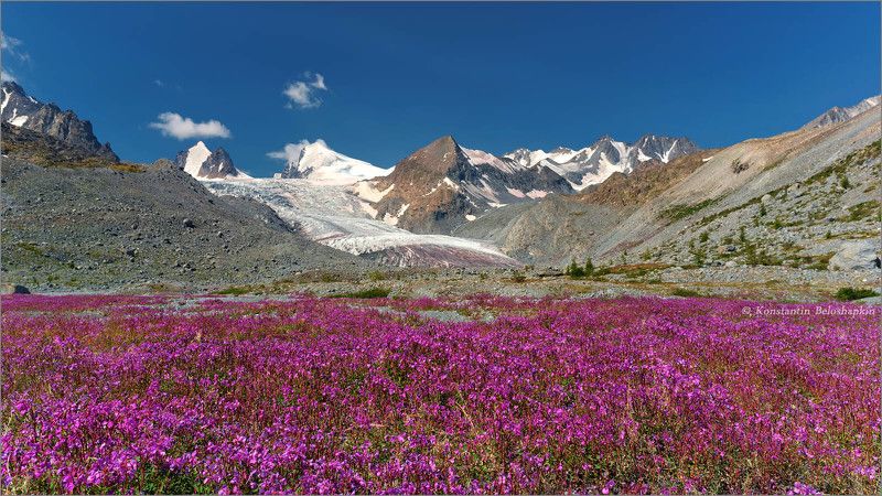 аккол, софийский ледник, кипрей, лето, алтай, красный снег Лето у Софийского ледникаphoto preview