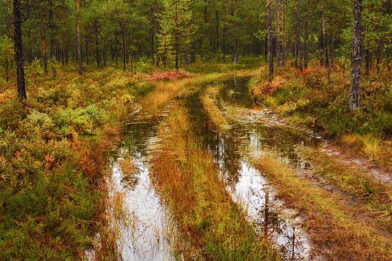 осень пинега лес деревья кусты дорога лужи отражения Невозвратно в осеньphoto preview