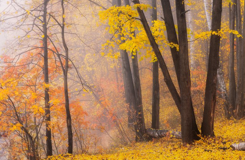 Прогулка в осень фото превью