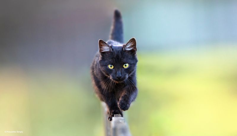 котенок ***photo preview