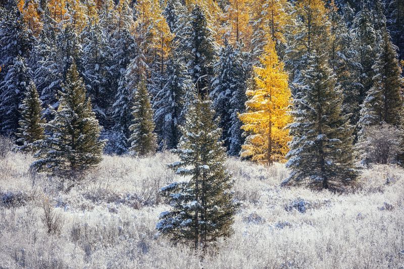 алтай, мультинские Мороз и солнце на Мультинских озерахphoto preview