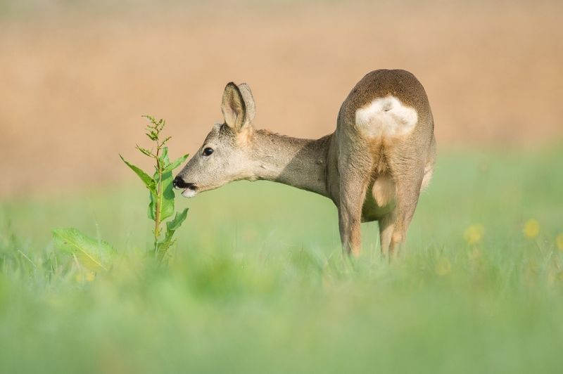 Inquisitivephoto preview