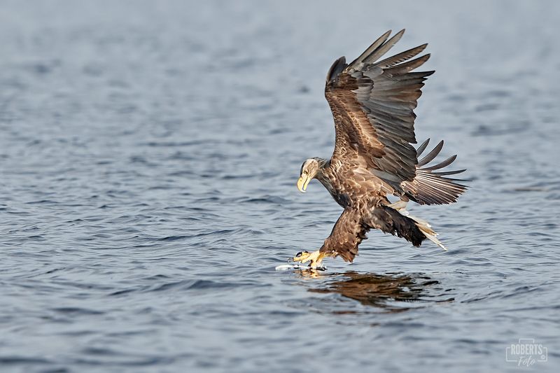 Орел в полете Орел в полетеphoto preview