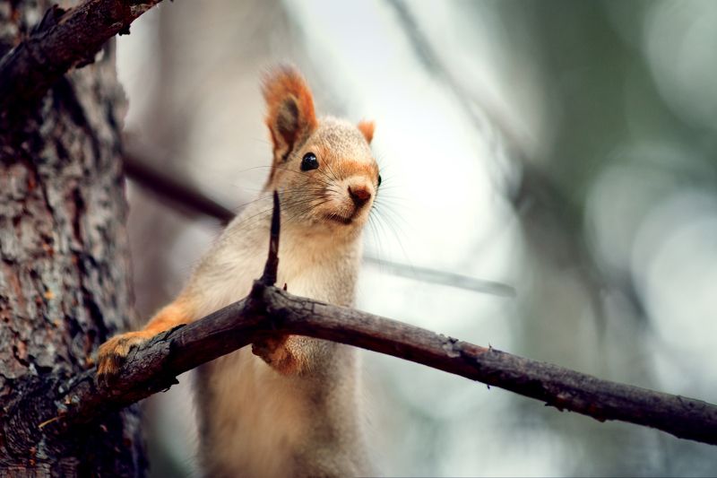 белки, осень, лес Про бельчонкаphoto preview