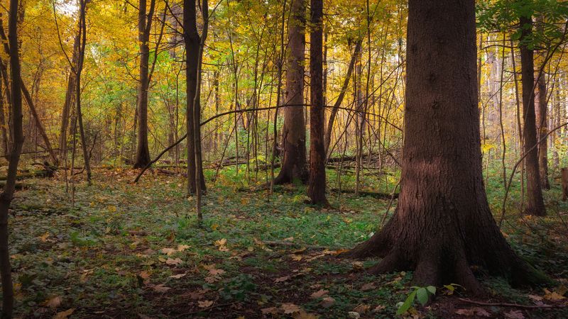 Осеньphoto preview