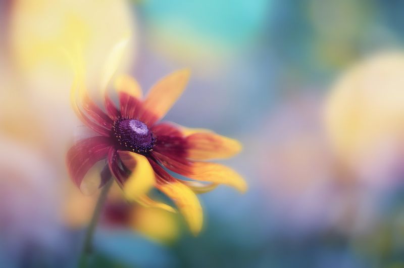 antrisolja, nature,flower, Краски ветраphoto preview