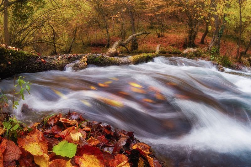 лес, осень, природа, пейзаж, чернореченский каньон photo preview
