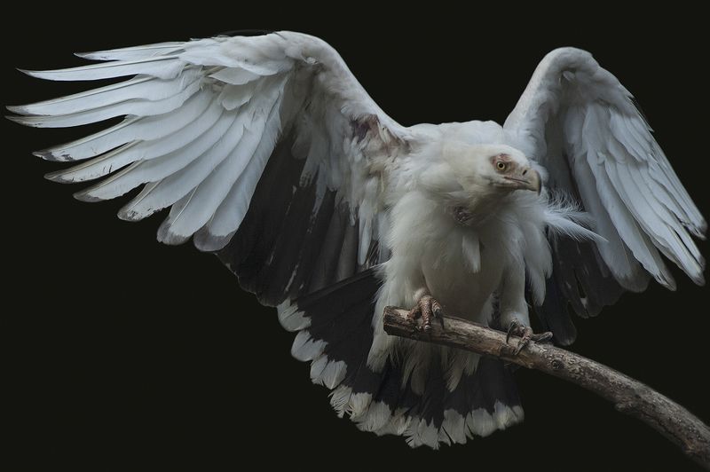 Vautourphoto preview