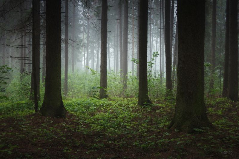 еловый лес, зеленоград, туман, зелень, лето * * *photo preview