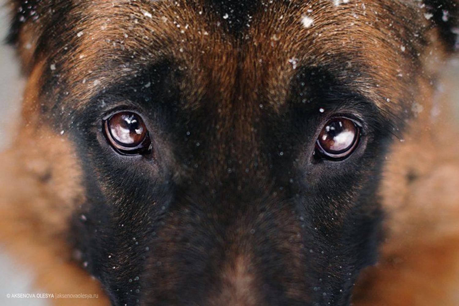 , Аксёнова Олеся