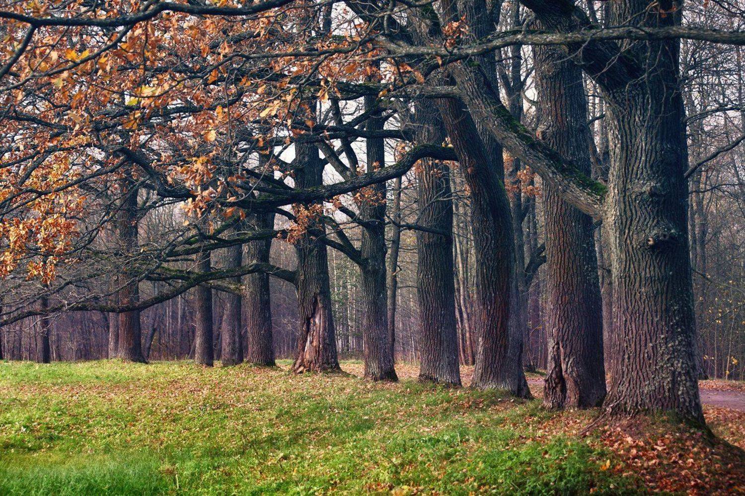 санкт-петербург, осень, октябрь, 100-300мм, Лопухов Сергей