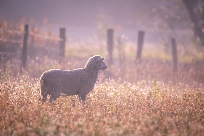 Осень.Сентябрь.Утро.photo preview