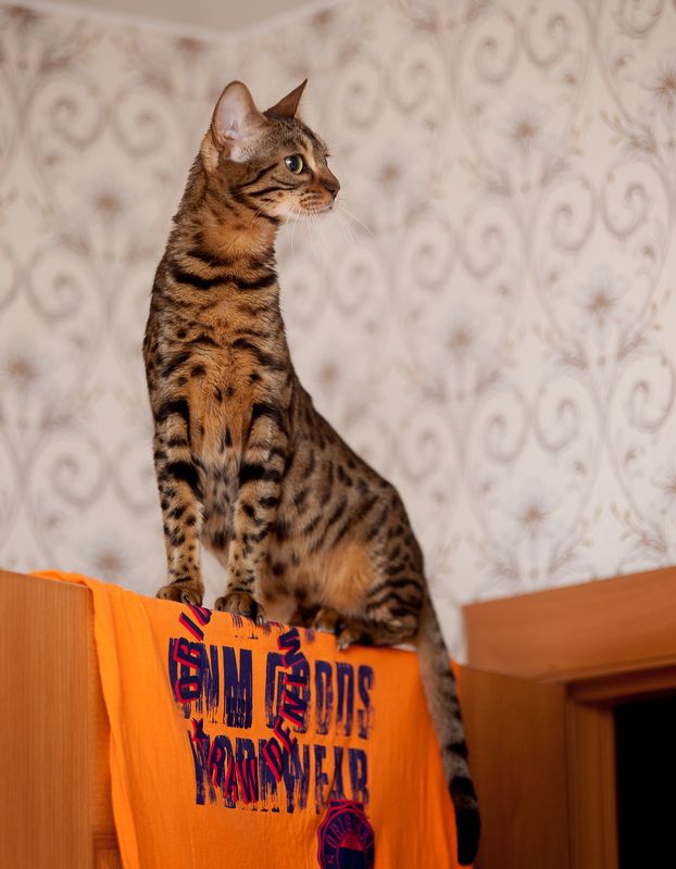 mr.filler Жирафик, комнатный :)photo preview