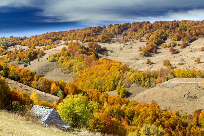autumn,fall,colors,nature,apuseni,romania,hills,trees, Colors of naturephoto preview