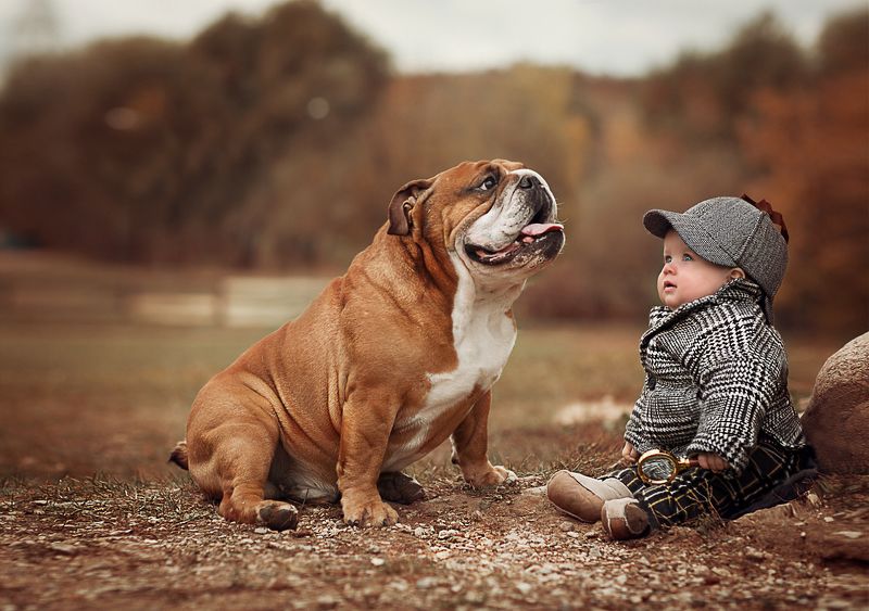 Мой верный друг Шерлокphoto preview