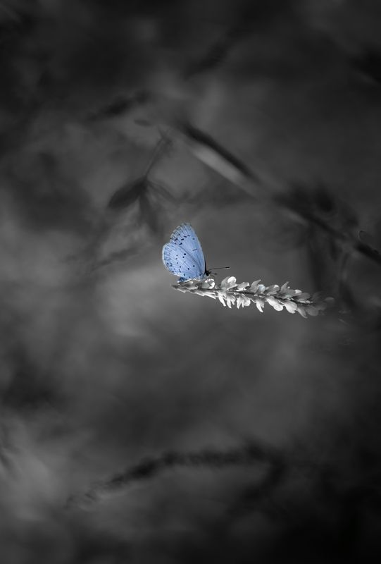 Голубкаphoto preview