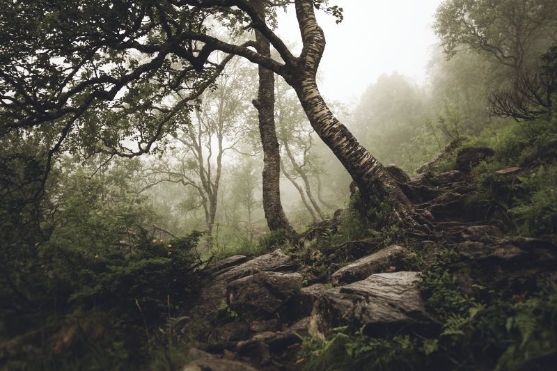 A L G I Zphoto preview