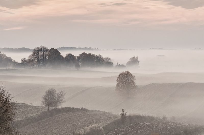 fag, tress,filelds, foggy morningphoto preview