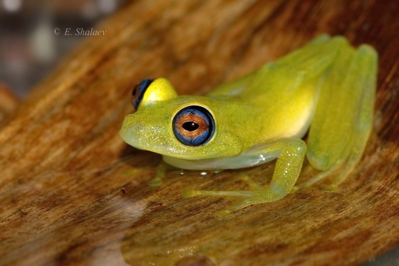 boophis viridis,frogg reen bright-eyed, frog,амфибии,боофис,веслоног ,зелёный веслоног, лягушка Зелёный веслоног - Boophis viridisphoto preview