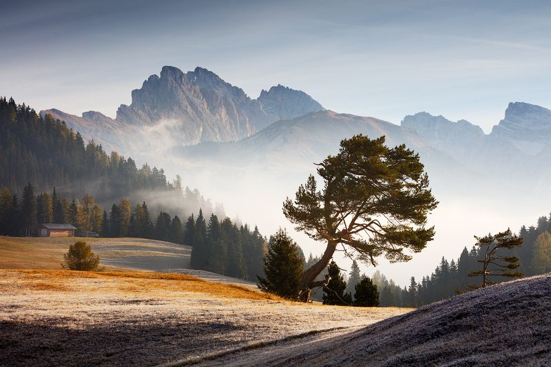 dolomites, dolomiti, light, fog, mist, morning, pine, tree, mountains, peaks, alps, europe, mood, autumn, fall Pine Treephoto preview