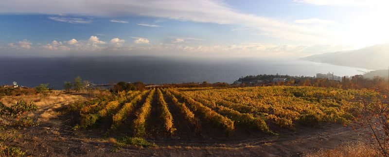 Крым, осень Осенний виноградникphoto preview