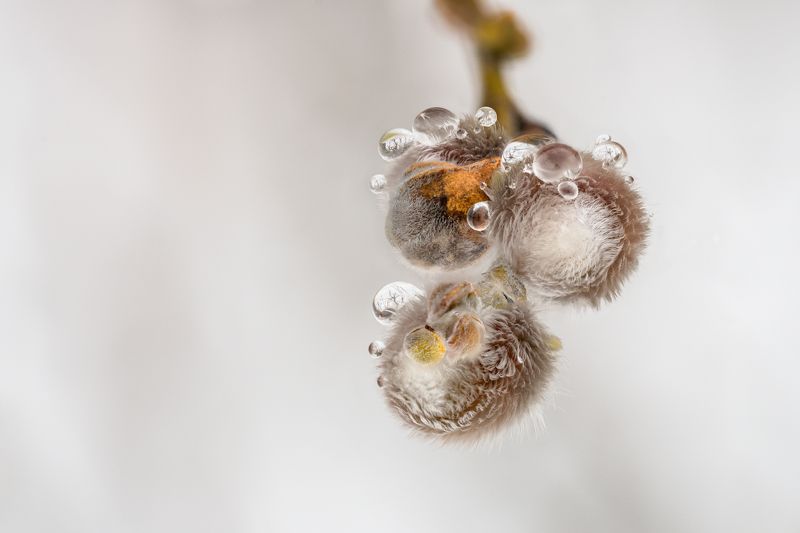 Весенний хрустальphoto preview