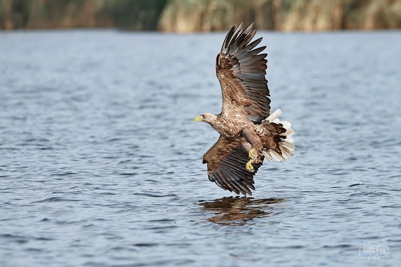 Орел в полете Орел в полетеphoto preview