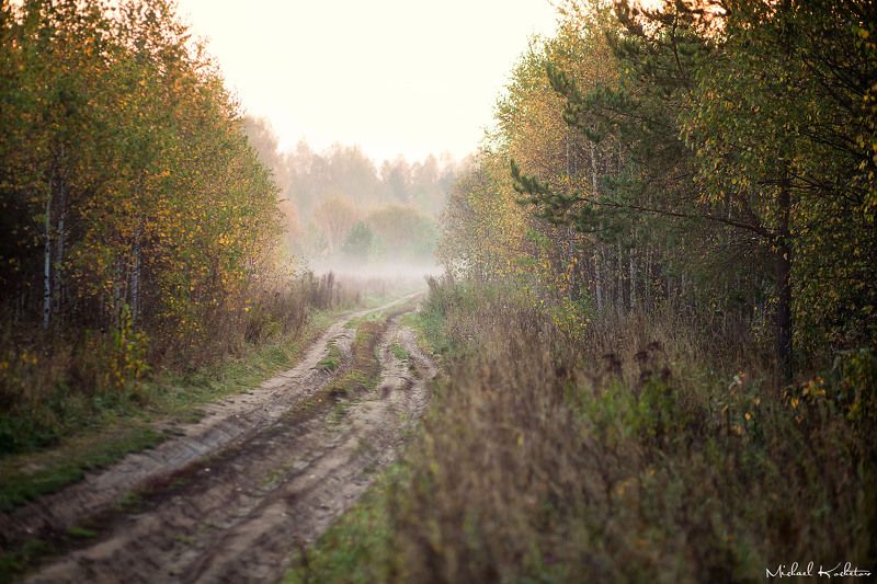 The road in the woodsphoto preview