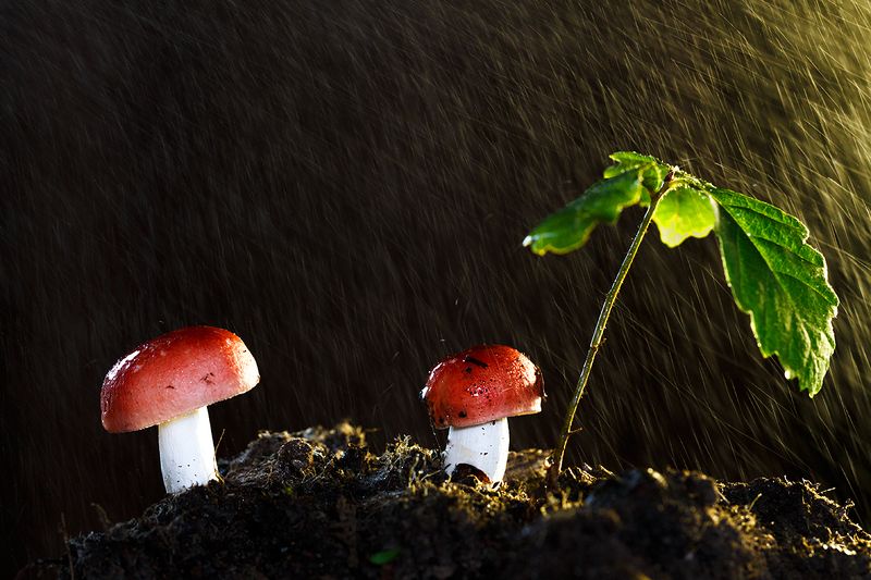 В красных шапочках...photo preview